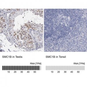 Anti-SMC1B antibody produced in rabbit 