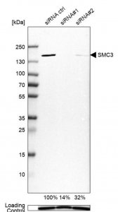 Anti-SMC3 antibody produced in rabbit HPA043206-100UL