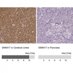 Anti-SMIM17 antibody produced in rabbit 