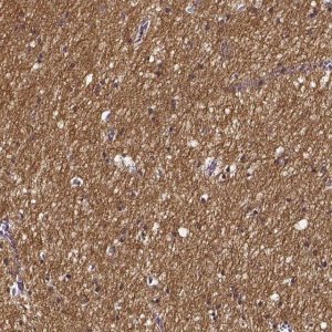 Anti-SMIM17 antibody produced in rabbit 