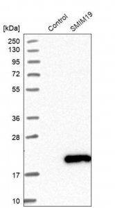 Anti-SMIM19 antibody produced in rabbit 