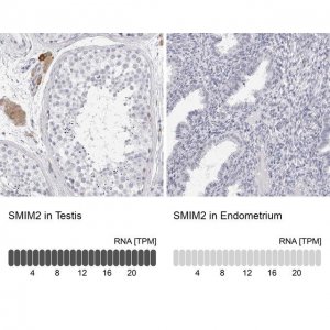 Anti-SMIM2 antibody produced in rabbit 