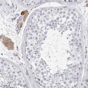 Anti-SMIM2 antibody produced in rabbit 