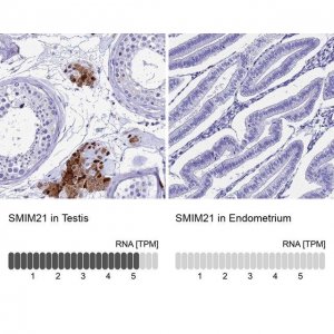 Anti-SMIM21 antibody produced in rabbit 