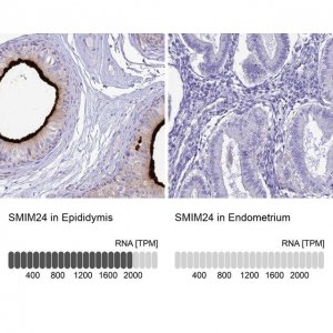 Anti-SMIM24 antibody produced in rabbit 