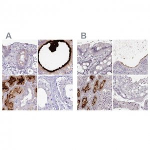 Anti-SMIM24 antibody produced in rabbit 