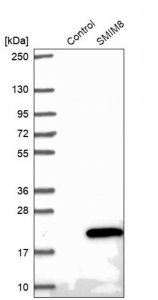 Anti-SMIM8 antibody produced in rabbit 