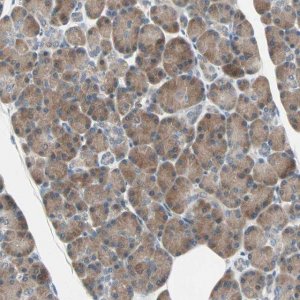 Anti-SMIM8 antibody produced in rabbit 