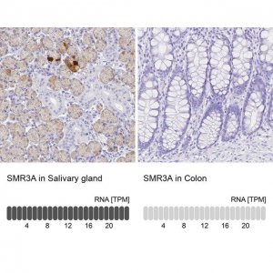 Anti-SMR3A antibody produced in rabbit 