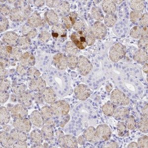 Anti-SMR3A antibody produced in rabbit 