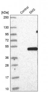 Anti-SMS antibody produced in rabbit 