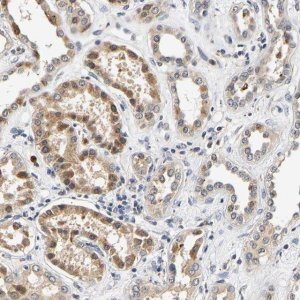 Anti-SMU1 antibody produced in rabbit 