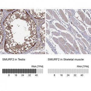 Anti-SMURF2 antibody produced in rabbit 