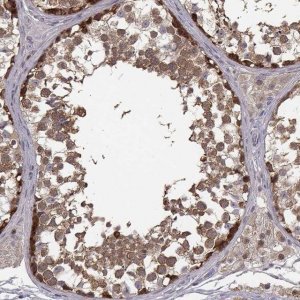 Anti-SMURF2 antibody produced in rabbit 
