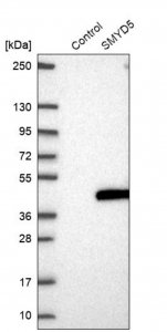 Anti-SMYD5 antibody produced in rabbit HPA049002-100UL