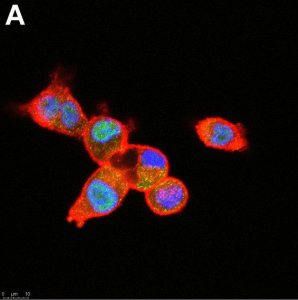 Anti-SNAI1 Antibody, clone 1F16 ZooMAb Rabbit Monoclonal 