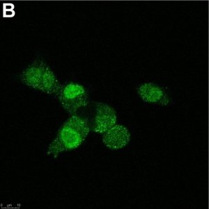 Anti-SNAI1 Antibody, clone 1F16 ZooMAb Rabbit Monoclonal 