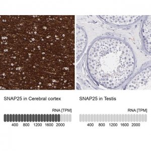 Anti-SNAP25 antibody produced in rabbit HPA001830-100UL