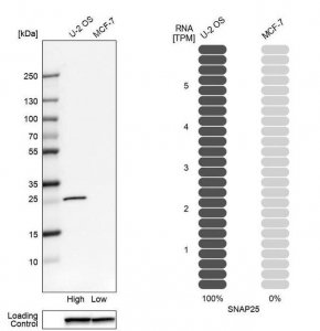 Anti-SNAP25 antibody produced in rabbit HPA001830-100UL