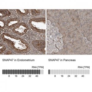 Anti-SNAP47 antibody produced in rabbit 