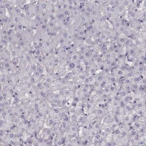 Anti-SNCA antibody produced in rabbit 