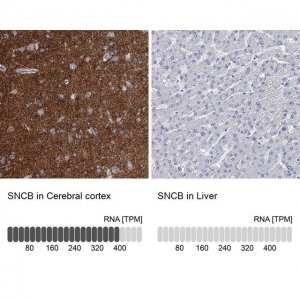 Anti-SNCB antibody produced in rabbit 