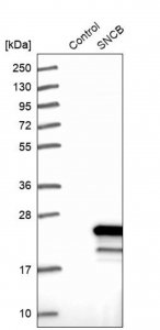 Anti-SNCB antibody produced in rabbit 