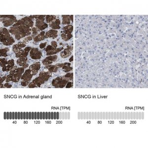 Anti-SNCG antibody produced in rabbit HPA014404-100UL