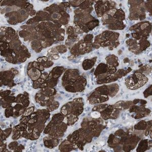 Anti-SNCG antibody produced in rabbit HPA014404-100UL