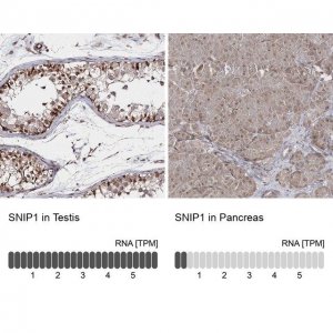 Anti-SNIP1 antibody produced in rabbit HPA036896-100UL