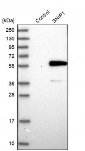 Anti-SNIP1 antibody produced in rabbit HPA036896-100UL