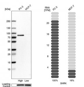 Anti-SNRK antibody produced in rabbit 