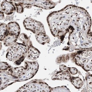 Anti-SNRNP48 antibody produced in rabbit 