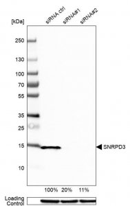 Anti-SNRPD3 antibody produced in rabbit 