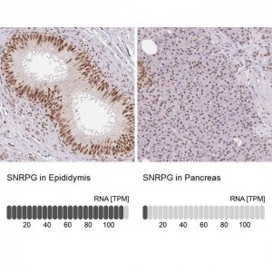 Anti-SNRPG antibody produced in rabbit 