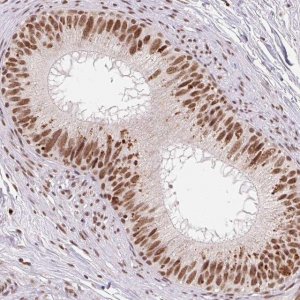 Anti-SNRPG antibody produced in rabbit 
