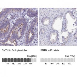 Anti-SNTN antibody produced in rabbit 