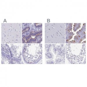 Anti-SNTN antibody produced in rabbit 