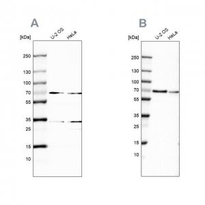 Anti-SNW1 antibody produced in rabbit 