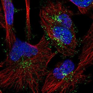 Anti-SNX1 antibody produced in rabbit 