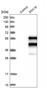 Anti-SNX16 antibody produced in rabbit HPA024817-100UL