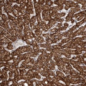 Anti-SNX16 antibody produced in rabbit HPA024817-100UL