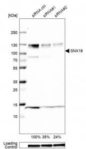 Anti-SNX18 antibody produced in rabbit 