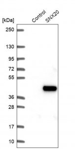 Anti-SNX20 antibody produced in rabbit 