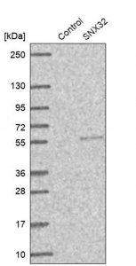 Anti-SNX32 antibody produced in rabbit 