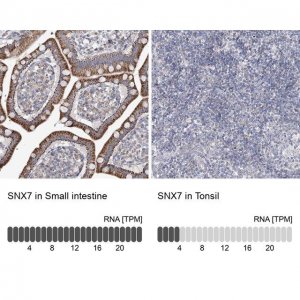 Anti-SNX7 antibody produced in rabbit 