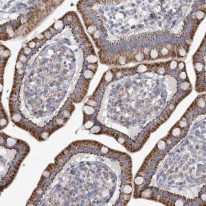 Anti-SNX7 antibody produced in rabbit 