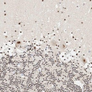 Anti-SON antibody produced in rabbit 