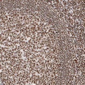 Anti-SON antibody produced in rabbit 