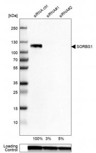 Anti-SORBS1 antibody produced in rabbit 